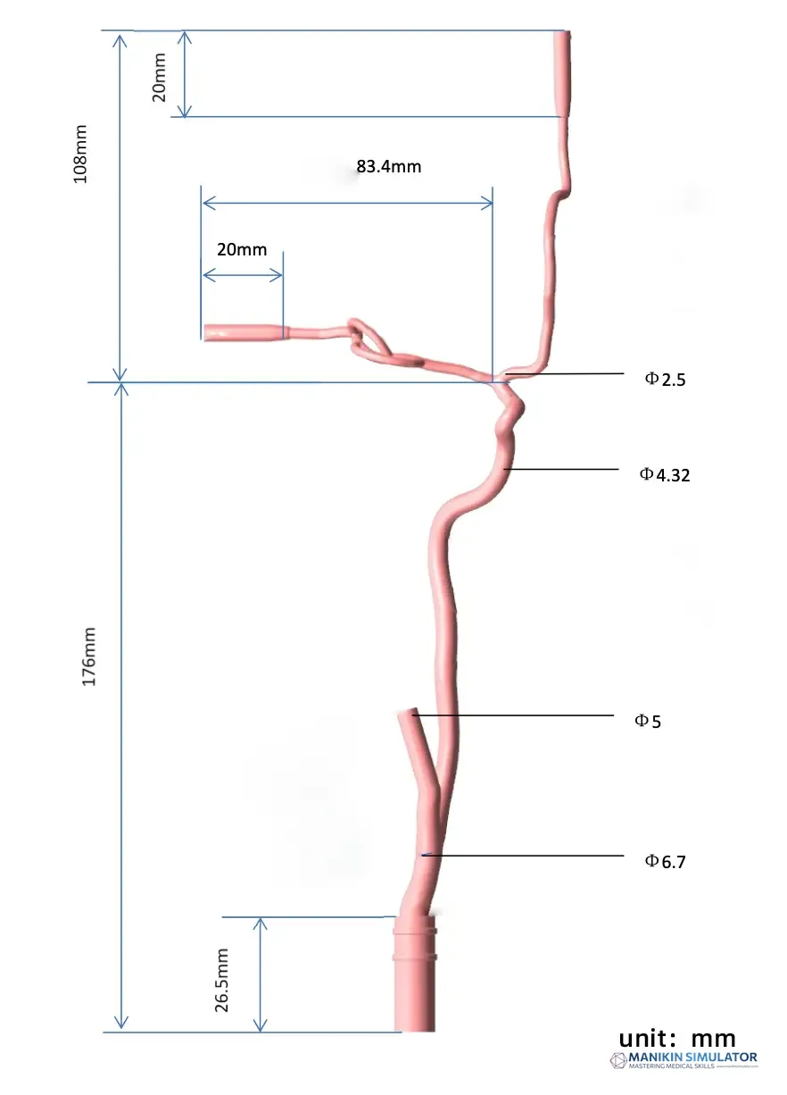 Drawing of Anterior Cerebral Circulation Vessel Model Drawing of Anterior Cerebral Circulation Vessel Model