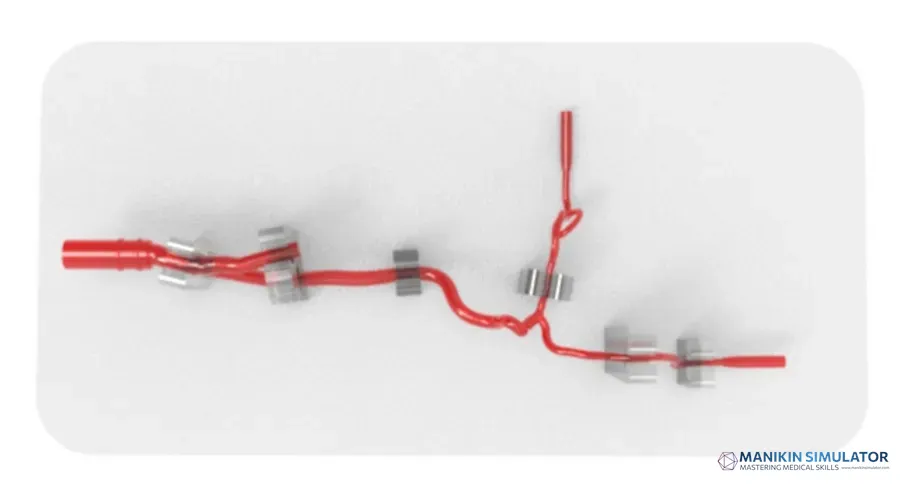 Drawing of Anterior Cerebral Circulation Vessel Model Drawing of Anterior Cerebral Circulation Vessel Model