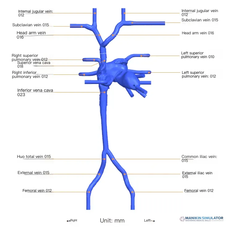 Drawing of Atrial septal puncture operation training model-B (Dynamic version, including replaceable atrial septal puncture film) Drawing of Atrial septal puncture operation training model-B (Dynamic version, including replaceable atrial septal puncture film)