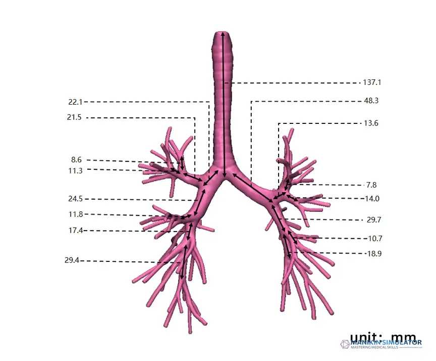 Drawing of Bronchoscopy Training Model Drawing of Bronchoscopy Training Model