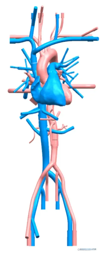 Drawing of Cardiac Training Model - Type B