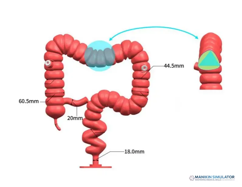 Drawing of Colonoscopy Training Model Drawing of Colonoscopy Training Model