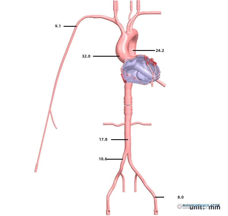 Drawing of Coronary Artery Simulation Model