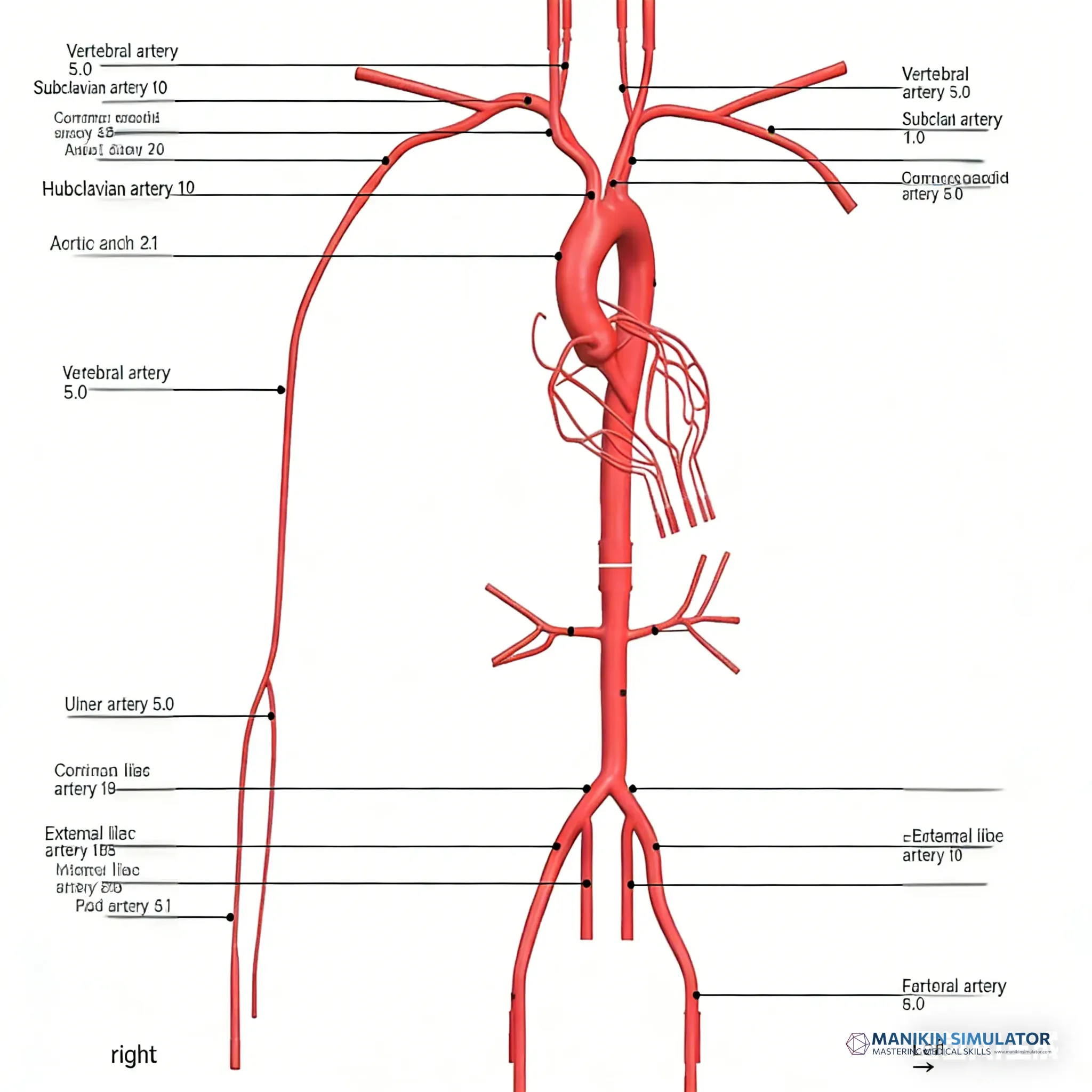 Drawing of Coronary Training Model - C(Immersion version) Drawing of Coronary Training Model - C(Immersion version)