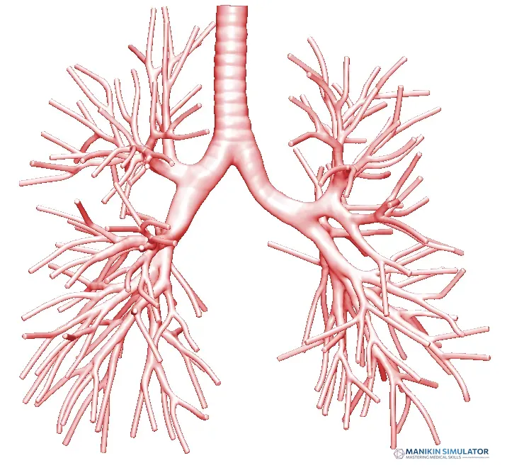Drawing of EBUS-GS Training Model Drawing of EBUS-GS Training Model