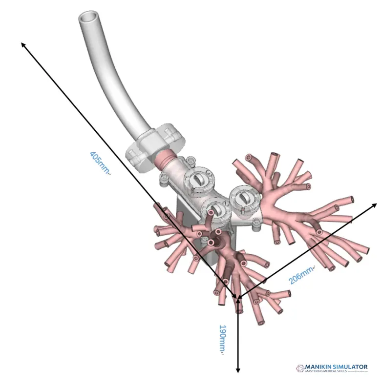 Drawing of Endobronchial Therapy Training Model Drawing of Endobronchial Therapy Training Model