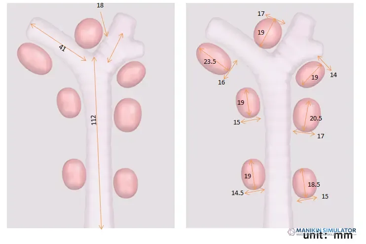 Drawing of Endobronchial ultrasound (EBUS-TBNA) Training Model Drawing of Endobronchial ultrasound (EBUS-TBNA) Training Model