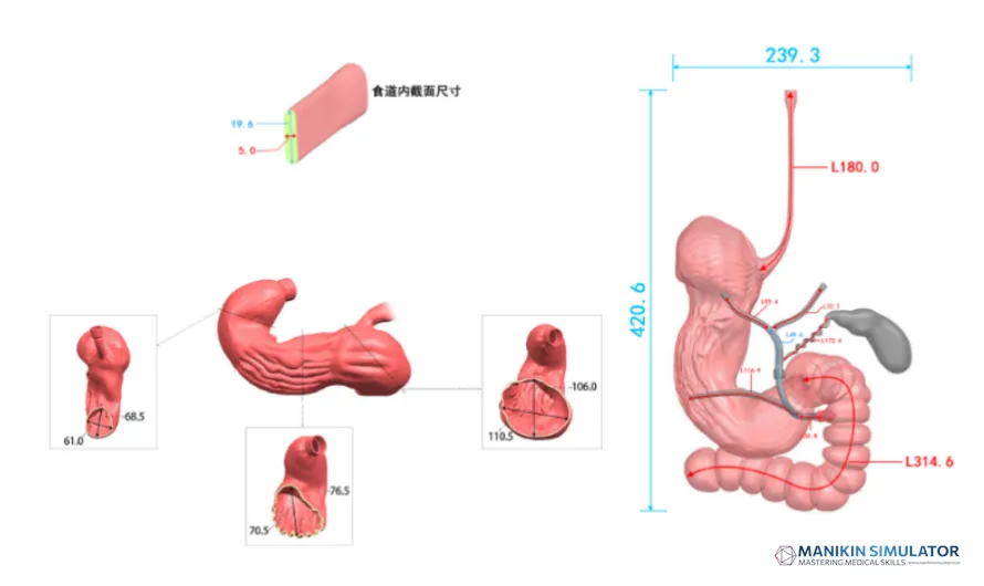 Drawing of ERCP training model