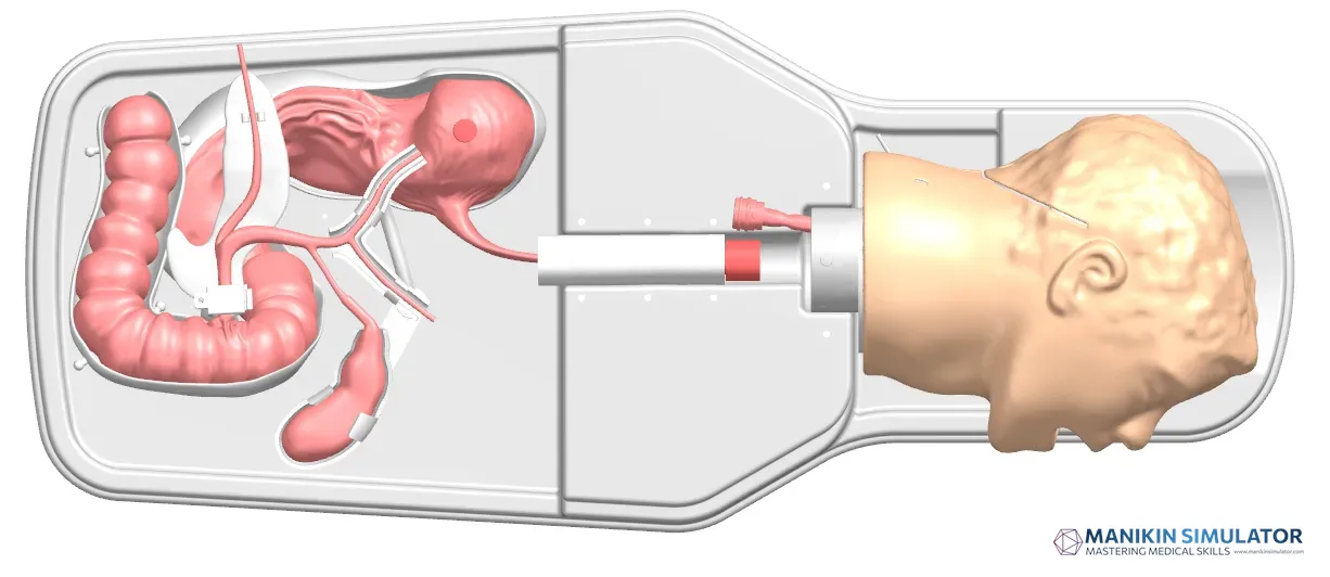 Drawing of ERCP training model
