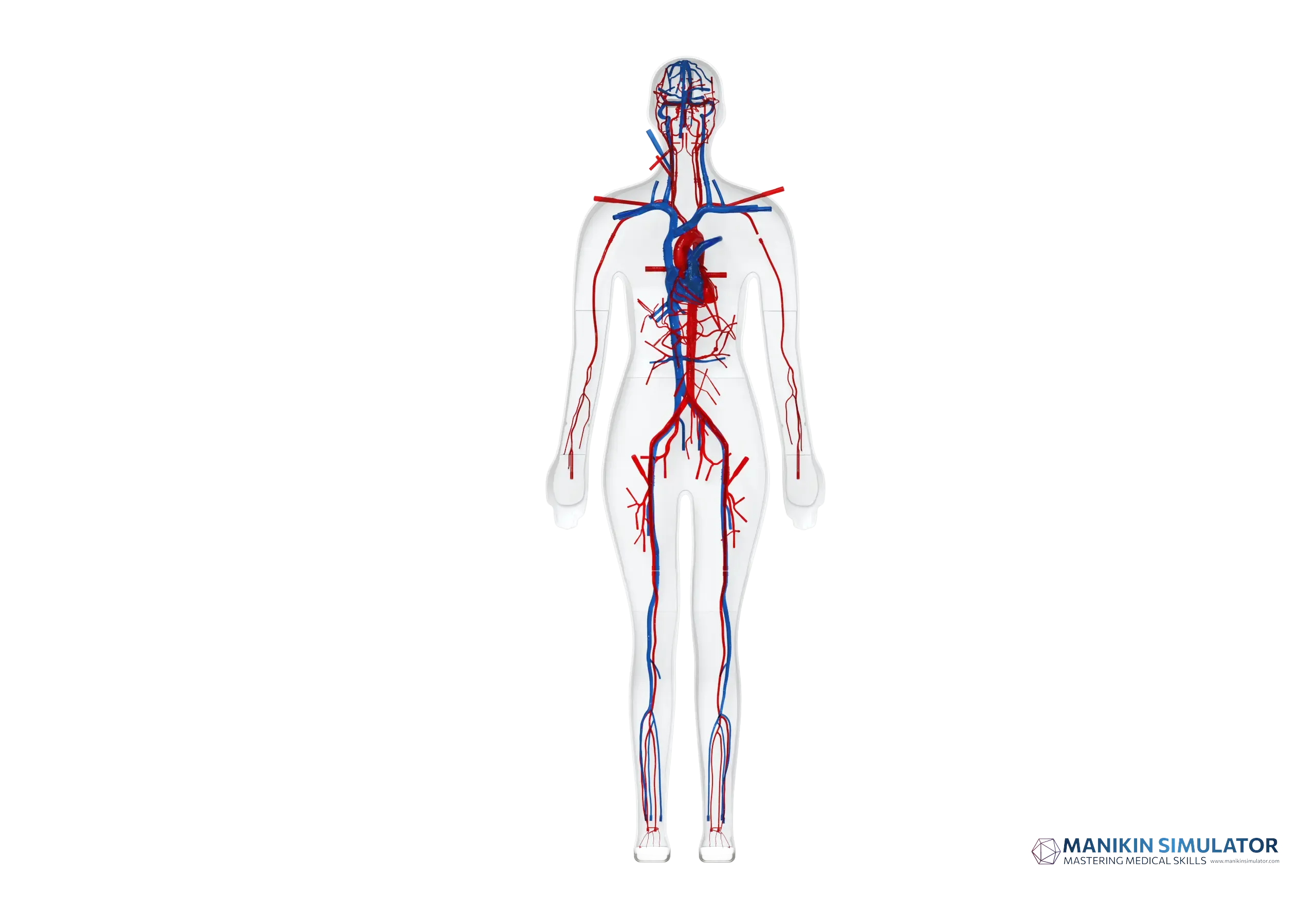 Drawing of Full Body Vascular Simulation Models