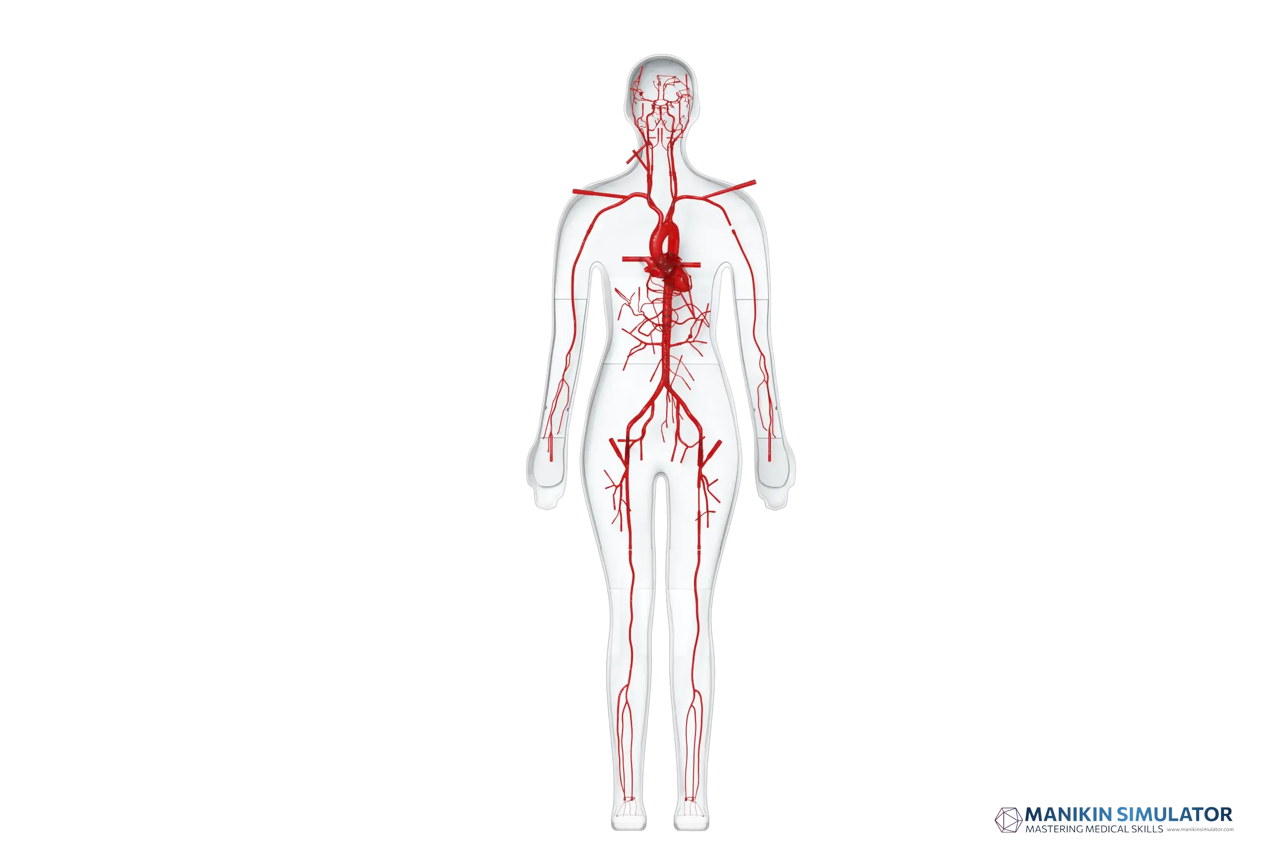 Drawing of Full Body Vascular Simulation Models