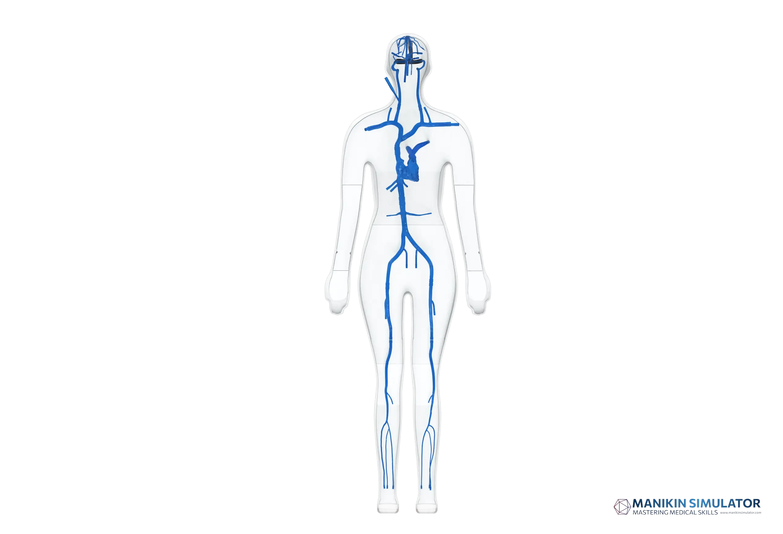 Drawing of Full Body Vascular Simulation Models