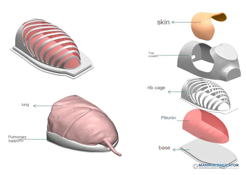 Drawing of Internal Medicine Thoracoscopic Training Model Drawing of Internal Medicine Thoracoscopic Training Model
