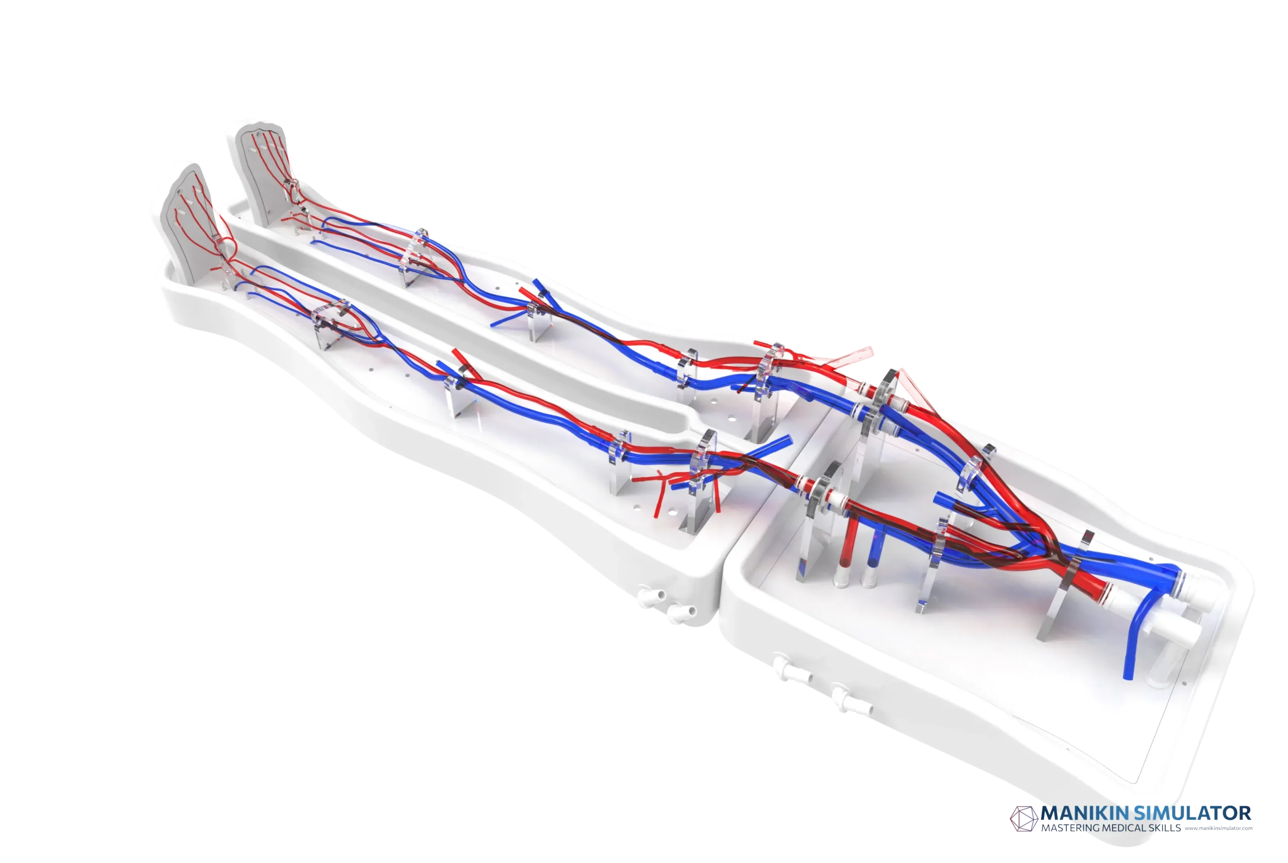 Drawing of Lower Limb Arteriovenous Model Drawing of Lower Limb Arteriovenous Model
