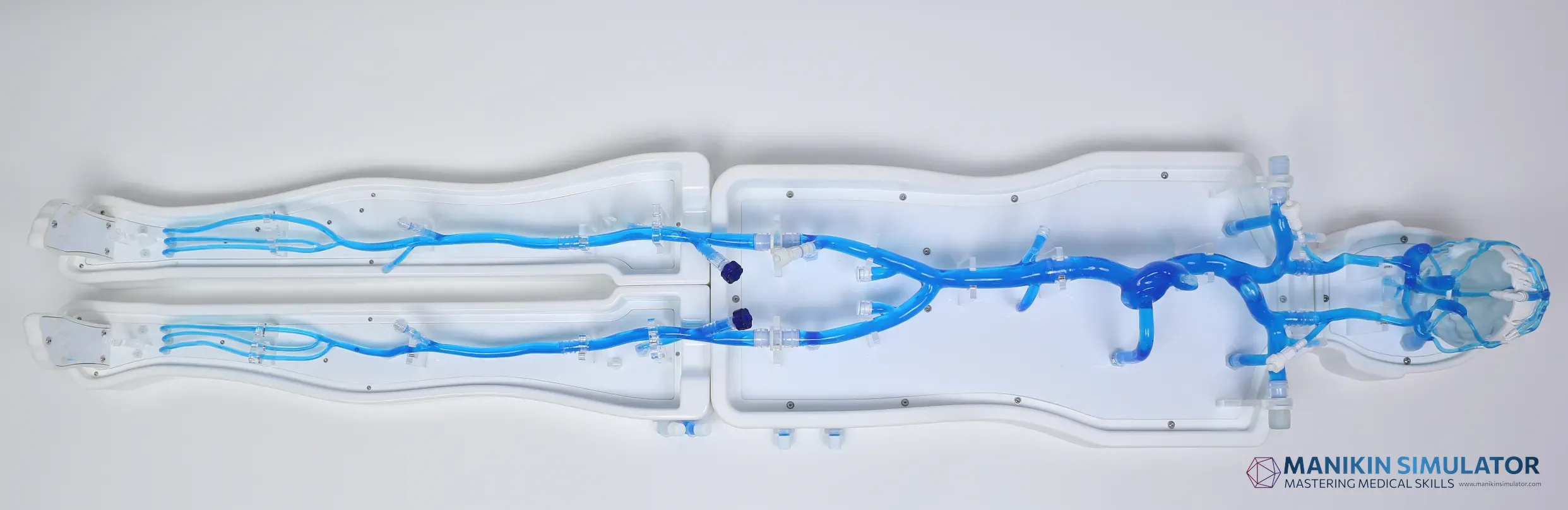 Drawing of Modular whole-body vascular model