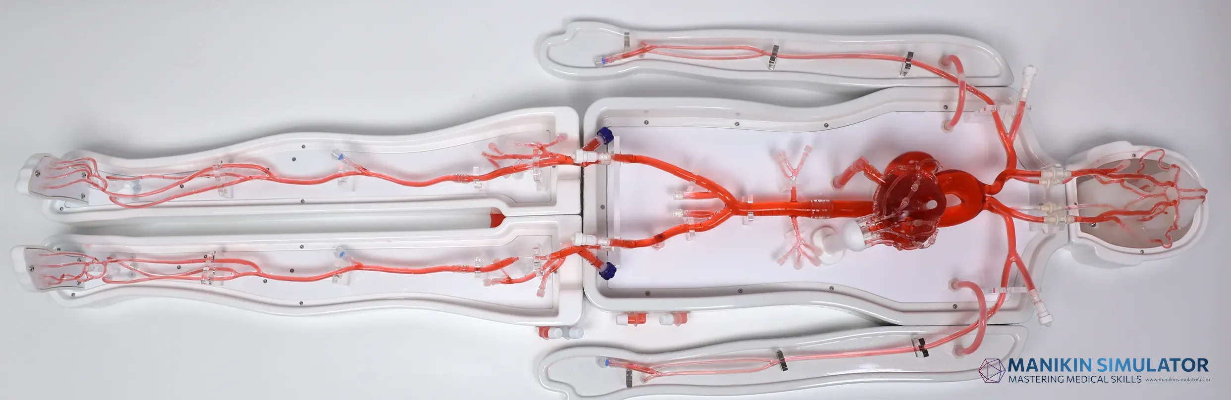 Drawing of Modular whole-body vascular model