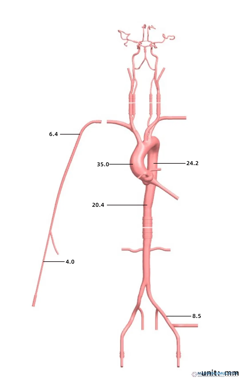 Drawing of Neurovascular Operation Training Model-Type A