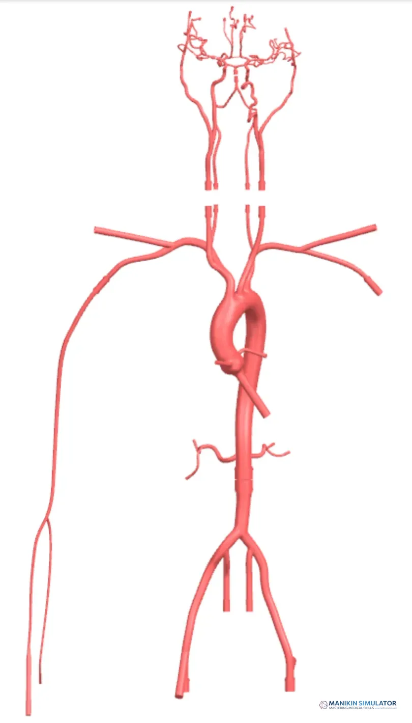 Drawing of Neurovascular Operation Training Model-Type B