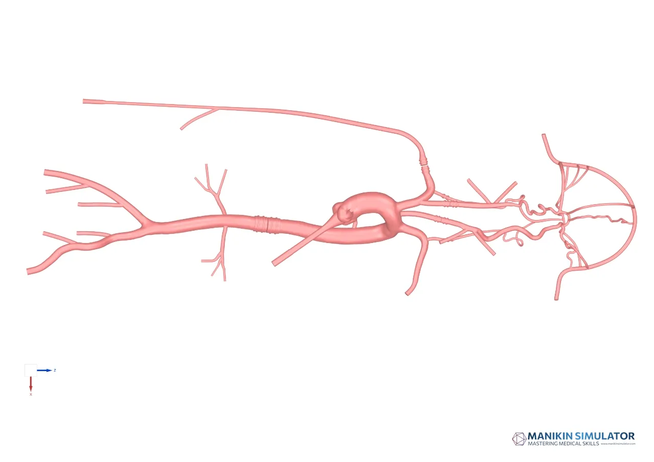 Drawing of Neurovascular Operation Training Model-Type C Drawing of Neurovascular Operation Training Model-Type C