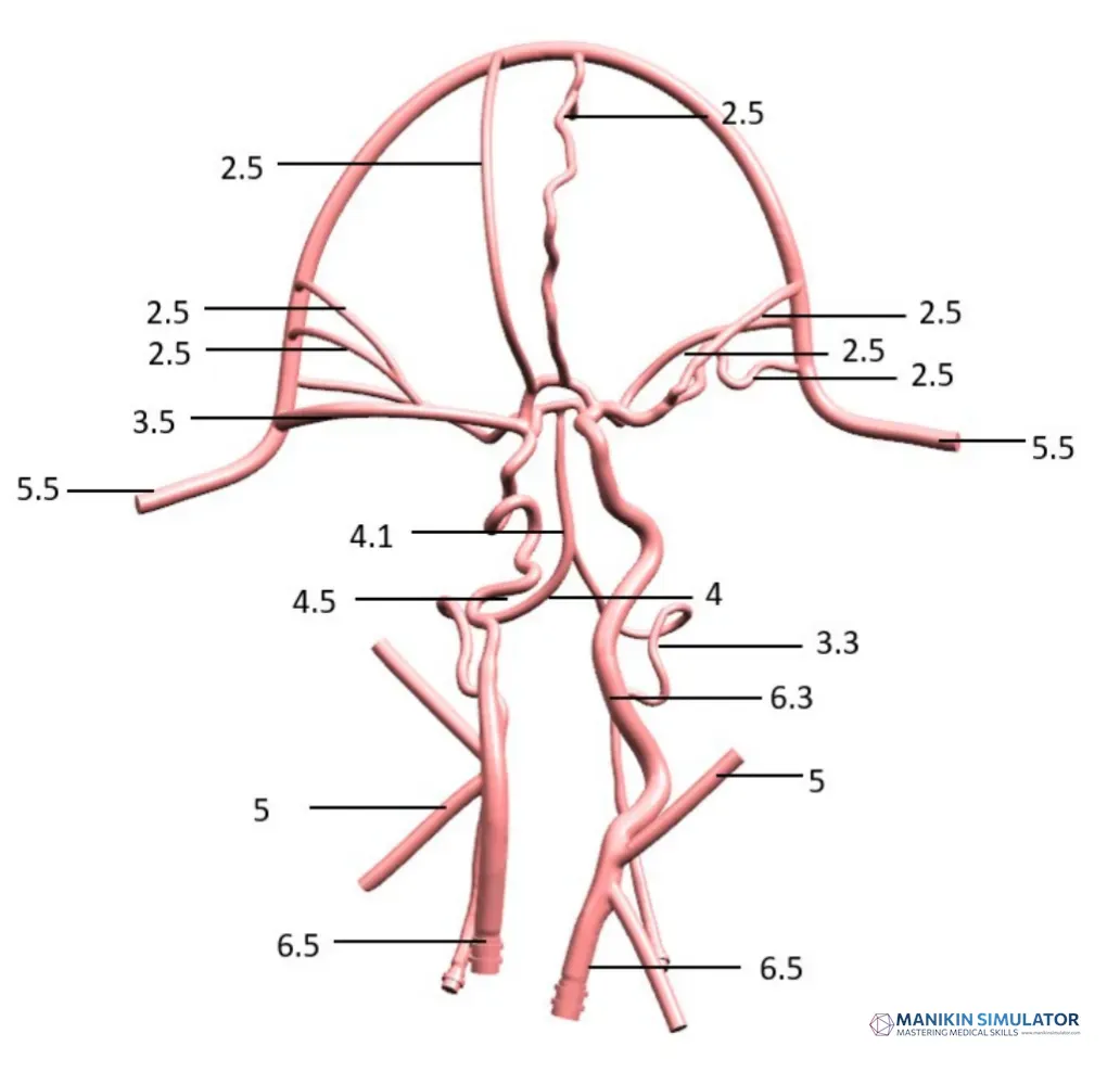 Drawing of Neurovascular Operation Training Model-Type C Drawing of Neurovascular Operation Training Model-Type C