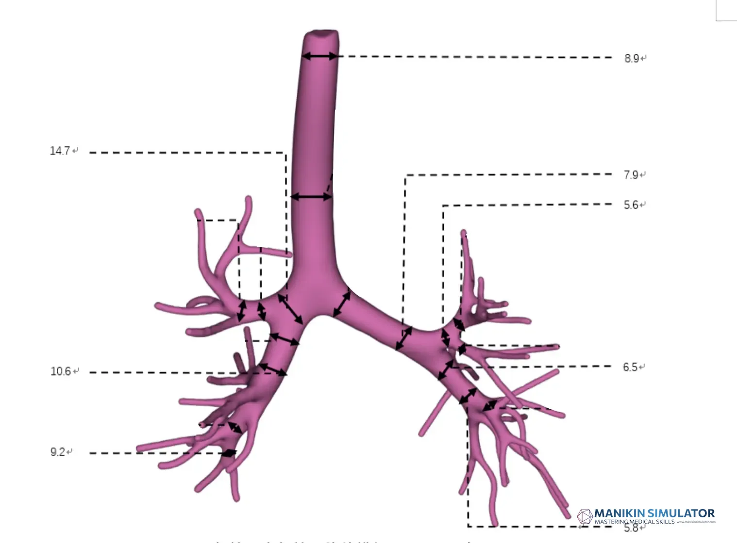 Drawing of Pediatric Bronchoscope Training Model Drawing of Pediatric Bronchoscope Training Model