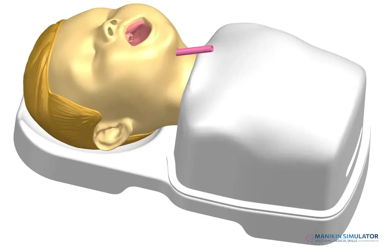Drawing of Pediatric Bronchoscope Training Model Drawing of Pediatric Bronchoscope Training Model