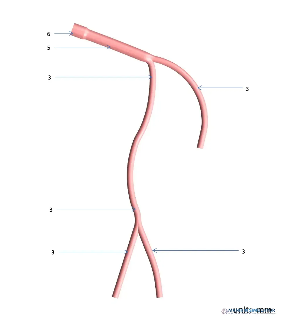 Drawing of Planar Left Coronary Vessel Model (Aortic Approach)