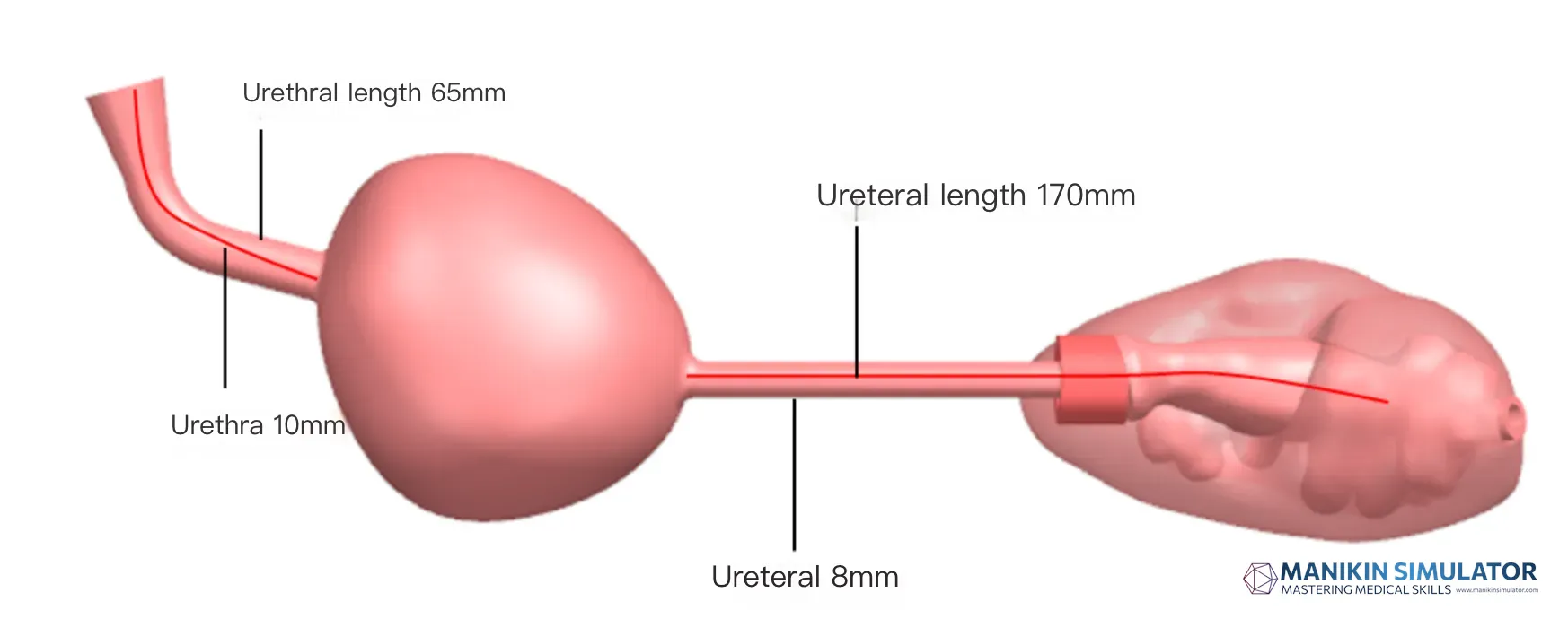 Drawing of Portable Urinary System Model (Single Kidney + Bladder)