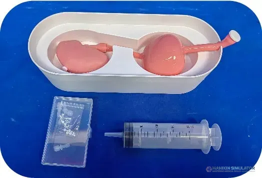 Drawing of Portable Urinary System Model (Single Kidney + Bladder)