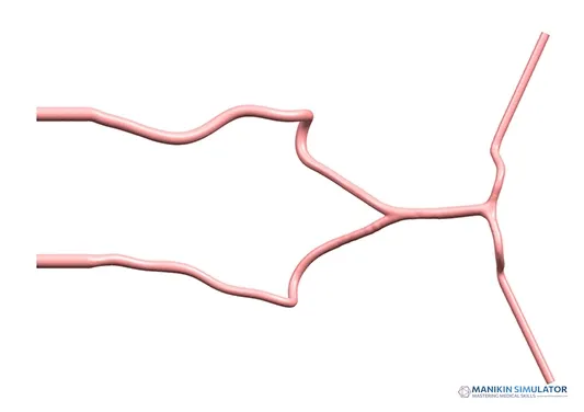 Drawing of Posterior Cerebral Circulation Vessel Model Drawing of Posterior Cerebral Circulation Vessel Model