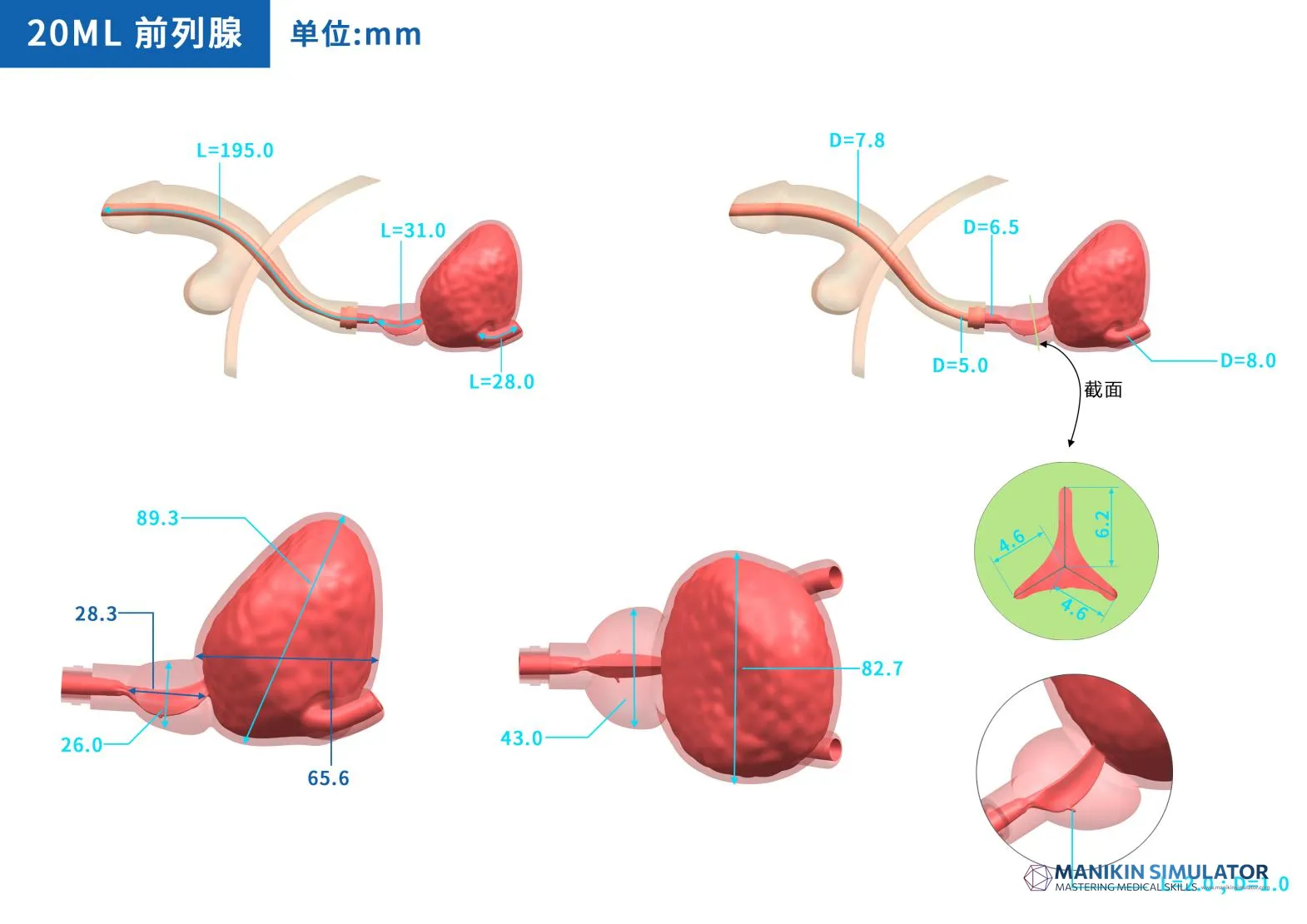 Drawing of Prostate Endoscopy Training Model Drawing of Prostate Endoscopy Training Model
