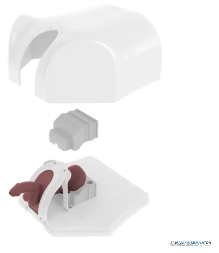 Drawing of Prostate Endoscopy Training Model Drawing of Prostate Endoscopy Training Model