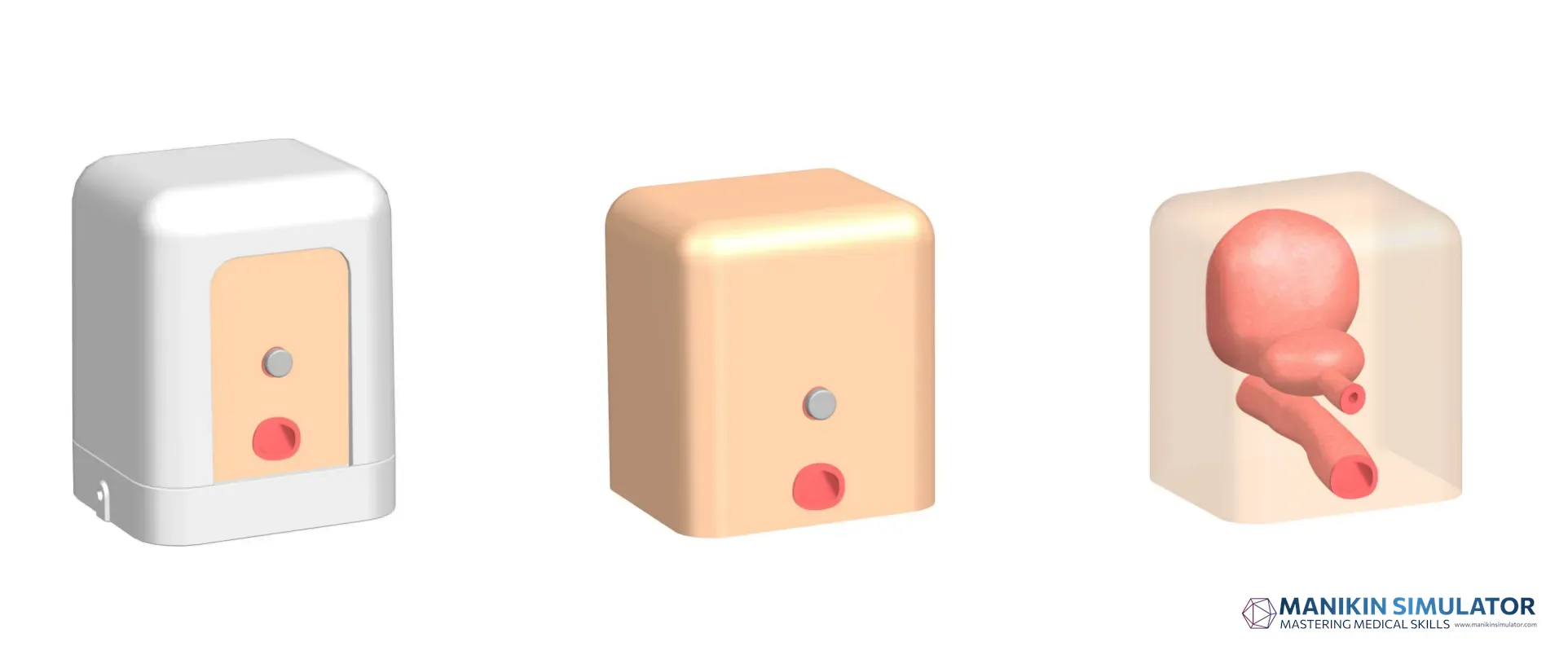 Drawing of Prostate ultrasound training model type A