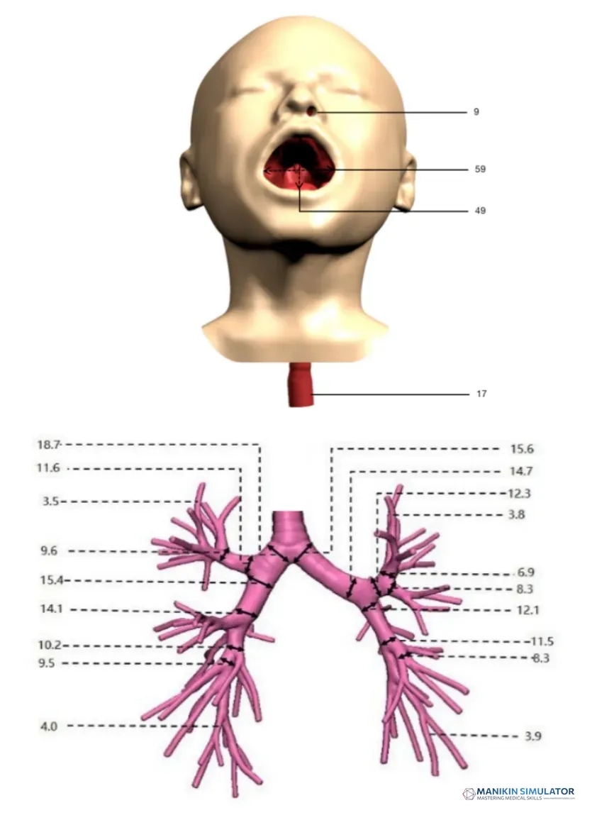 Drawing of Respiratory Endoscope Training Model