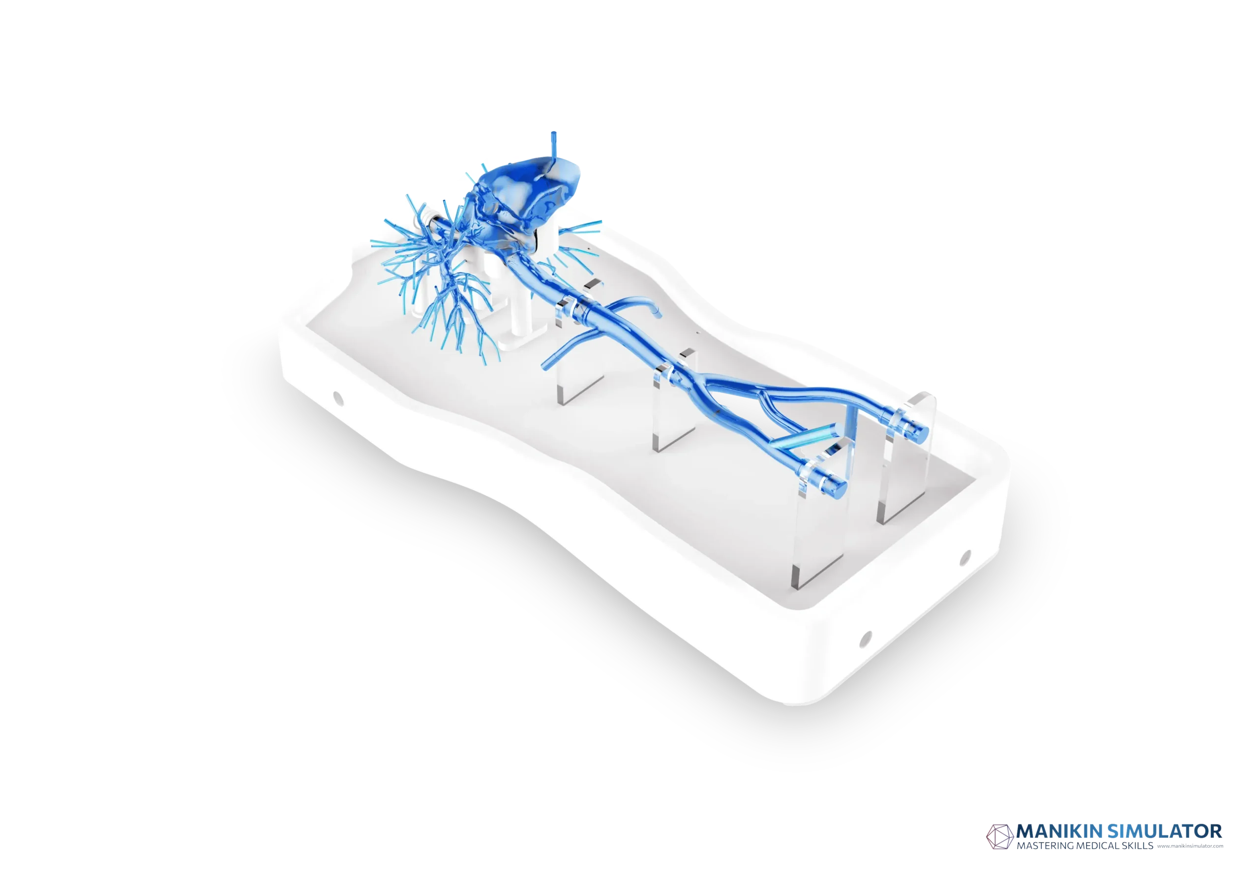 Drawing of Right Cardio-Pulmonary Artery Simulation Model