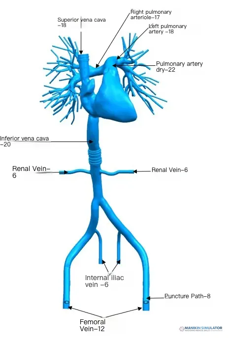 Drawing of Right Cardio-Pulmonary Artery Simulation Model