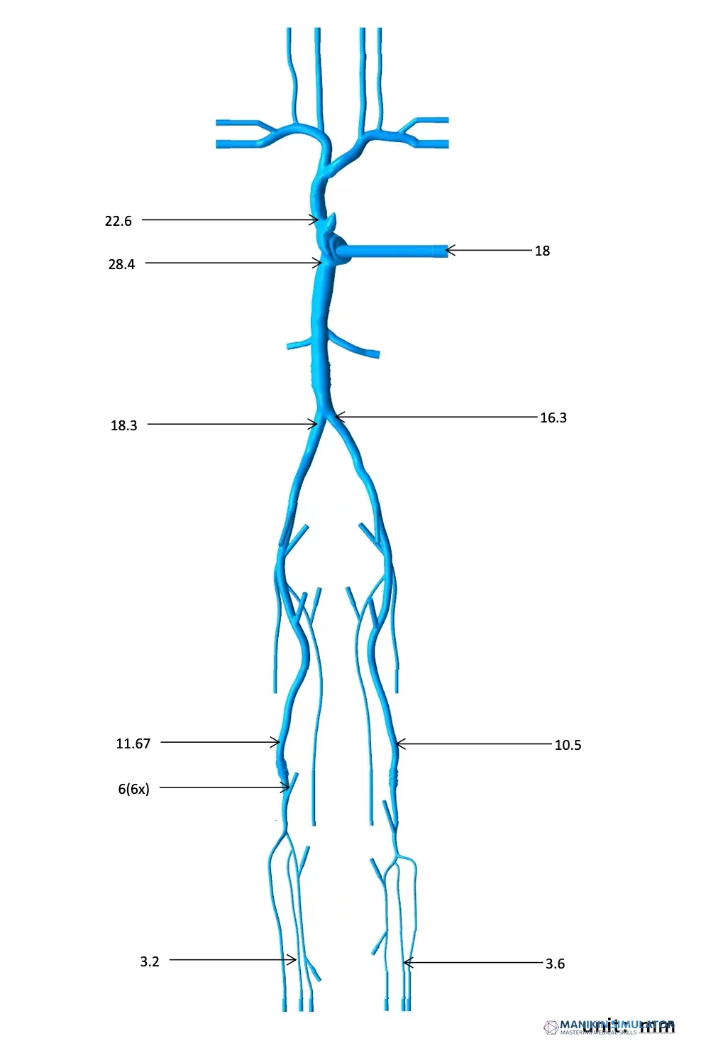 Drawing of Superior And Inferior Vena Cava-Lower Extremity Vein Simulation Model Drawing of Superior And Inferior Vena Cava-Lower Extremity Vein Simulation Model