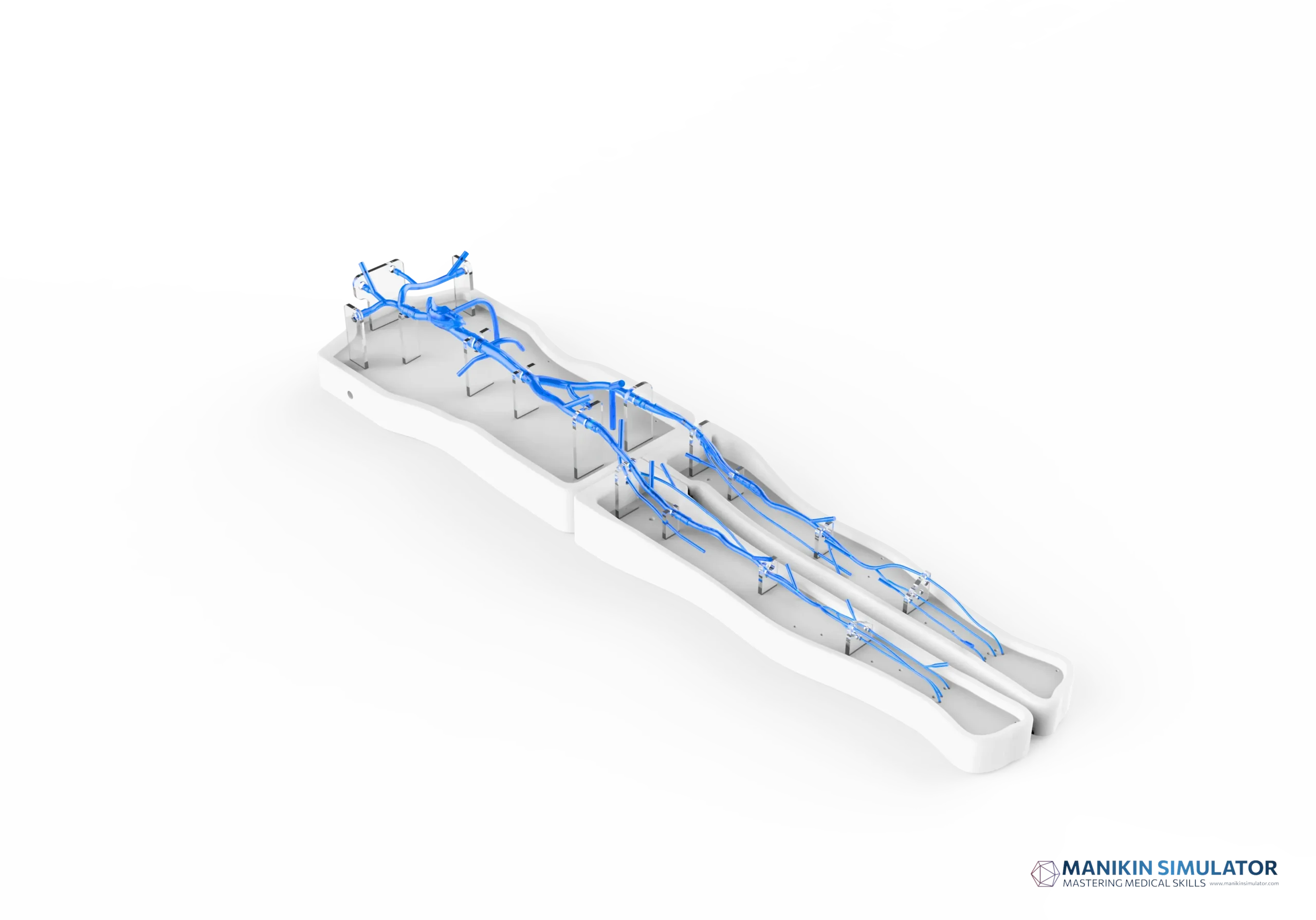 Drawing of Superior And Inferior Vena Cava-Lower Extremity Vein Simulation Model Drawing of Superior And Inferior Vena Cava-Lower Extremity Vein Simulation Model