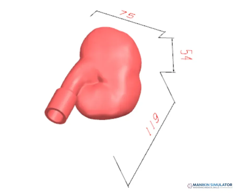 Drawing of Training model of percutaneous nephrolithotomy ultrasound puncture