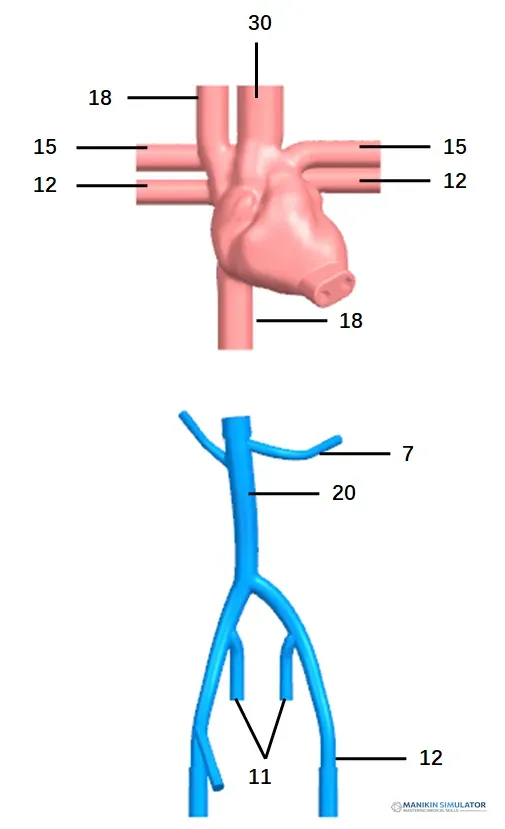 Drawing of Ultrasound Cardiac Training Model Drawing of Ultrasound Cardiac Training Model