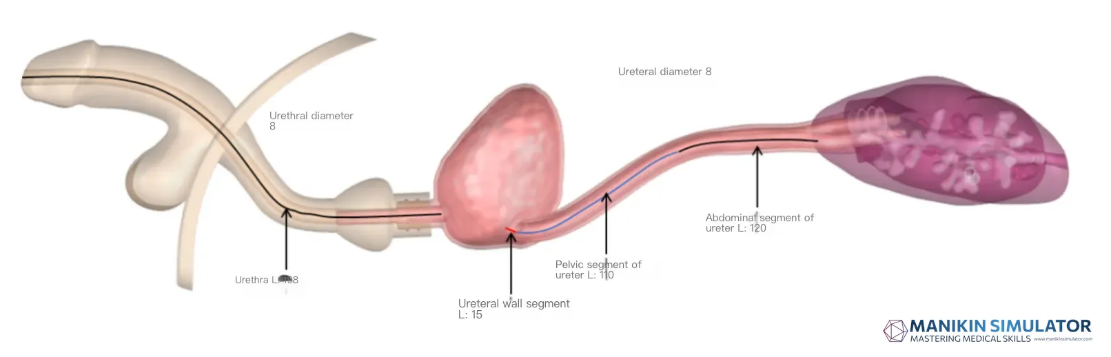 Drawing of Urological Endoscope Training Model (Acrylic version)