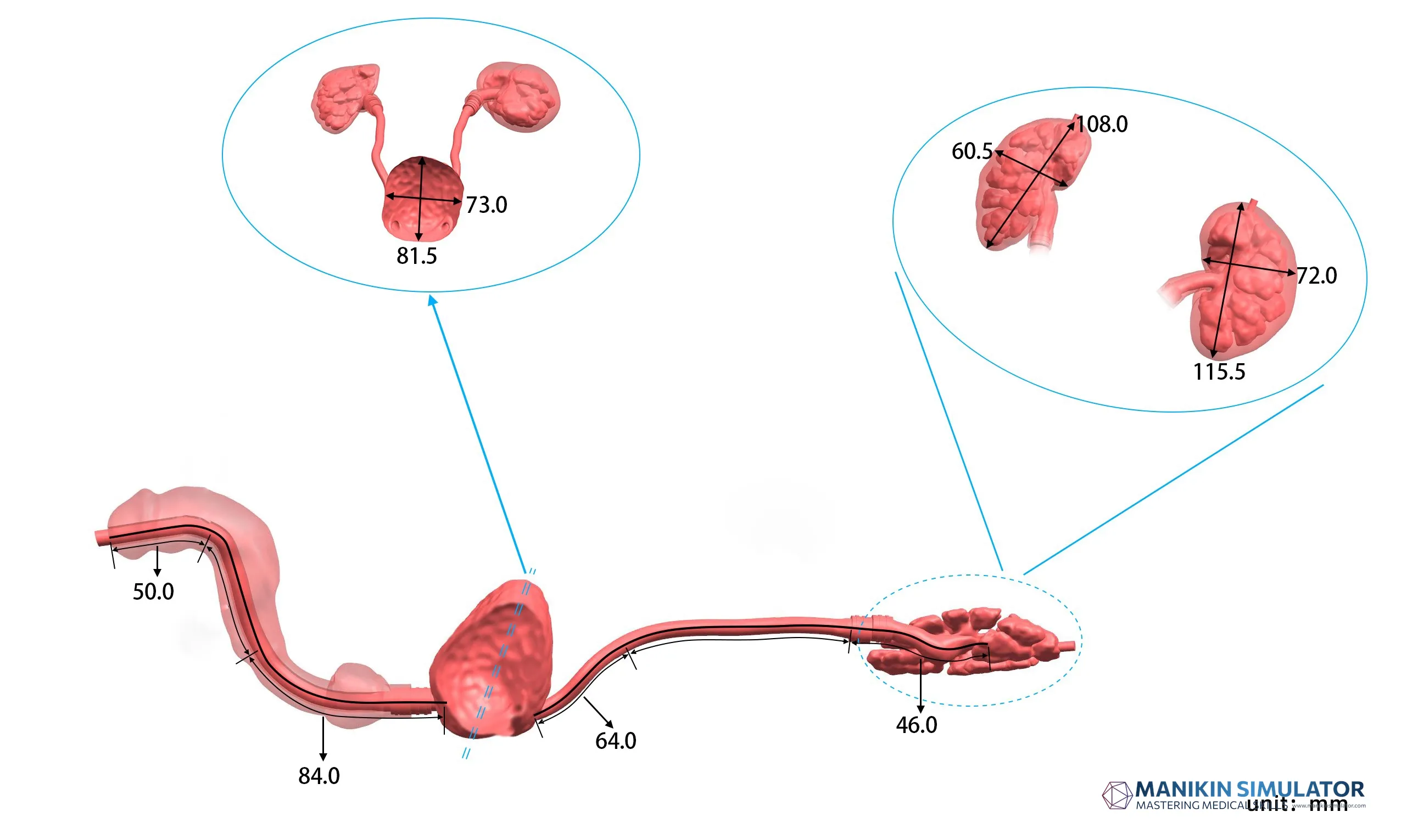Drawing of Urological Endoscope Training Model Drawing of Urological Endoscope Training Model