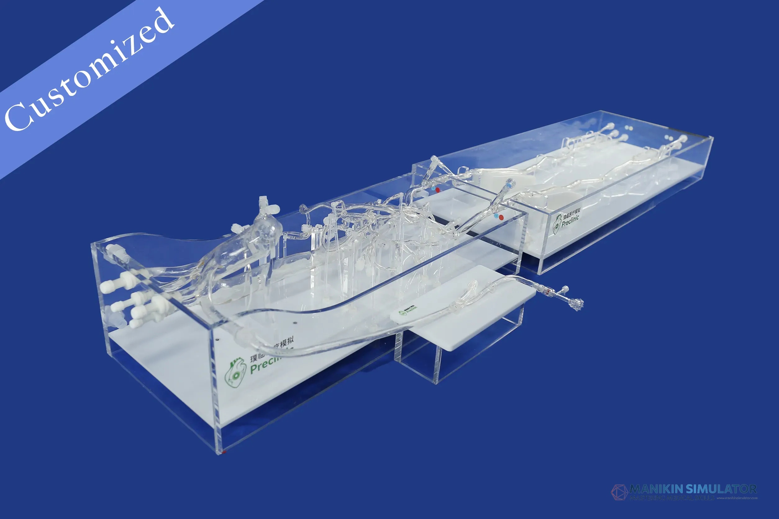 Drawing of Vascular Category Drawing of Vascular Category