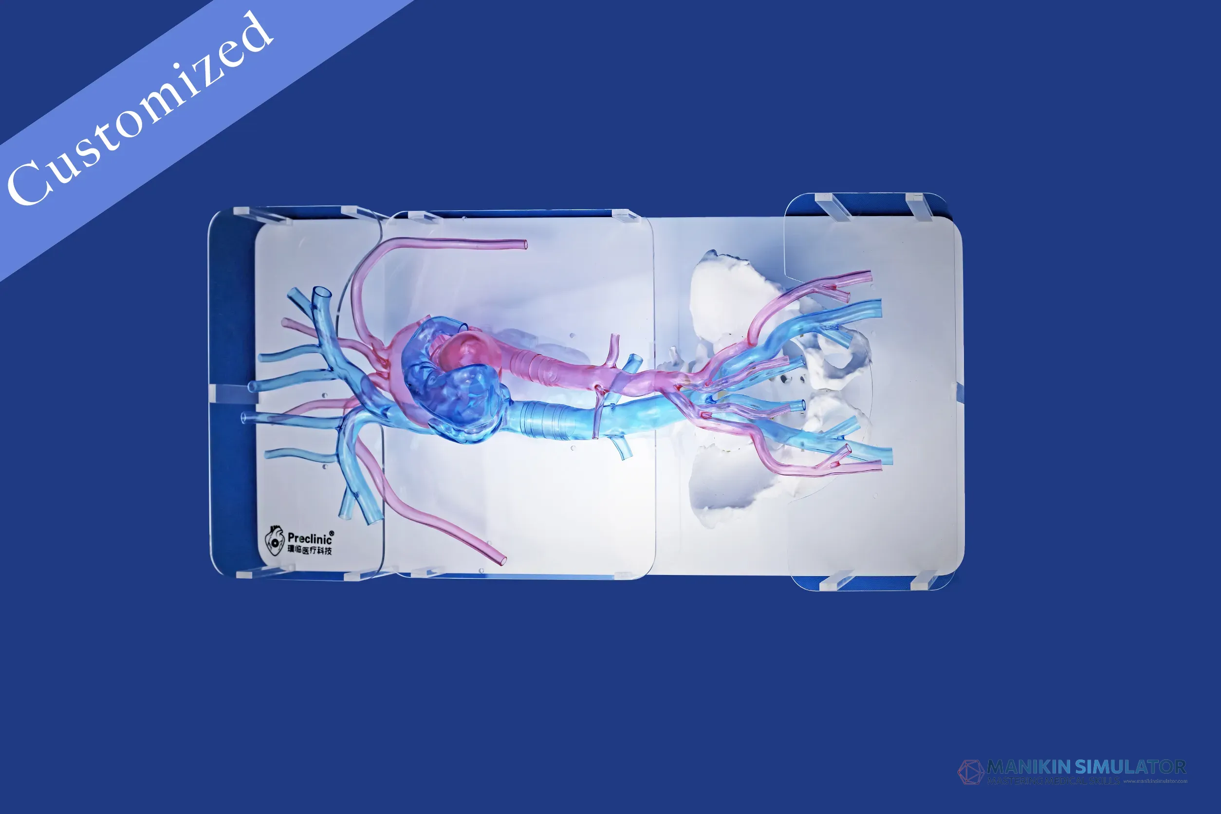 Drawing of Vascular Category Drawing of Vascular Category