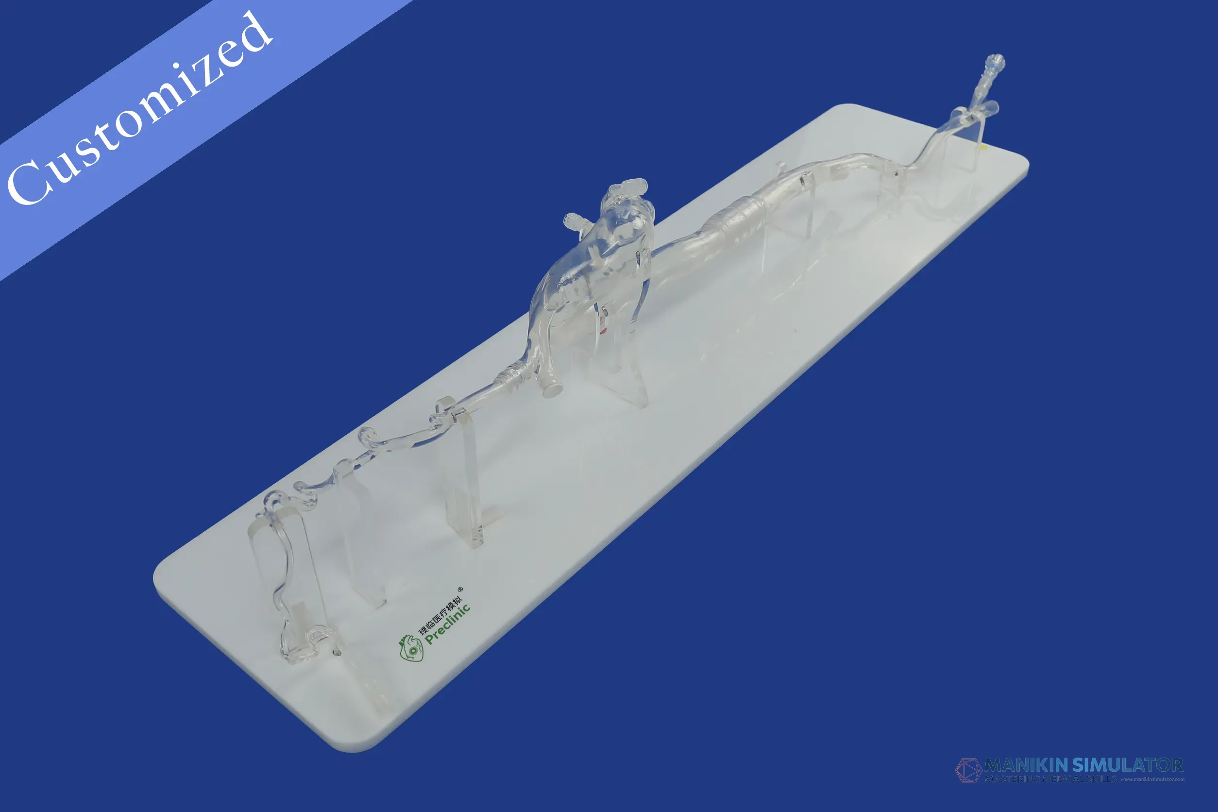 Drawing of Vascular Category Drawing of Vascular Category