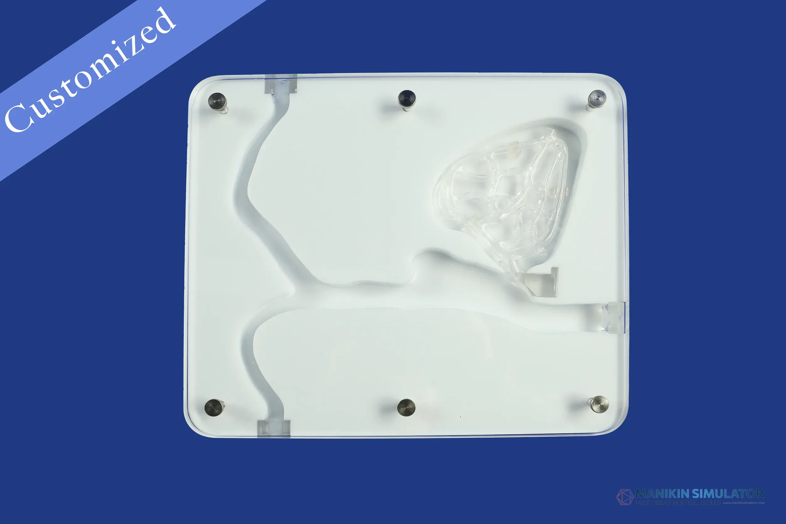 Drawing of Vascular Category Drawing of Vascular Category