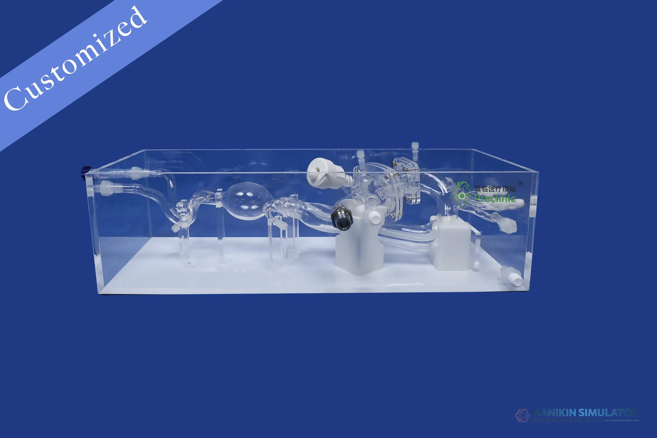 Drawing of Vascular Category Drawing of Vascular Category