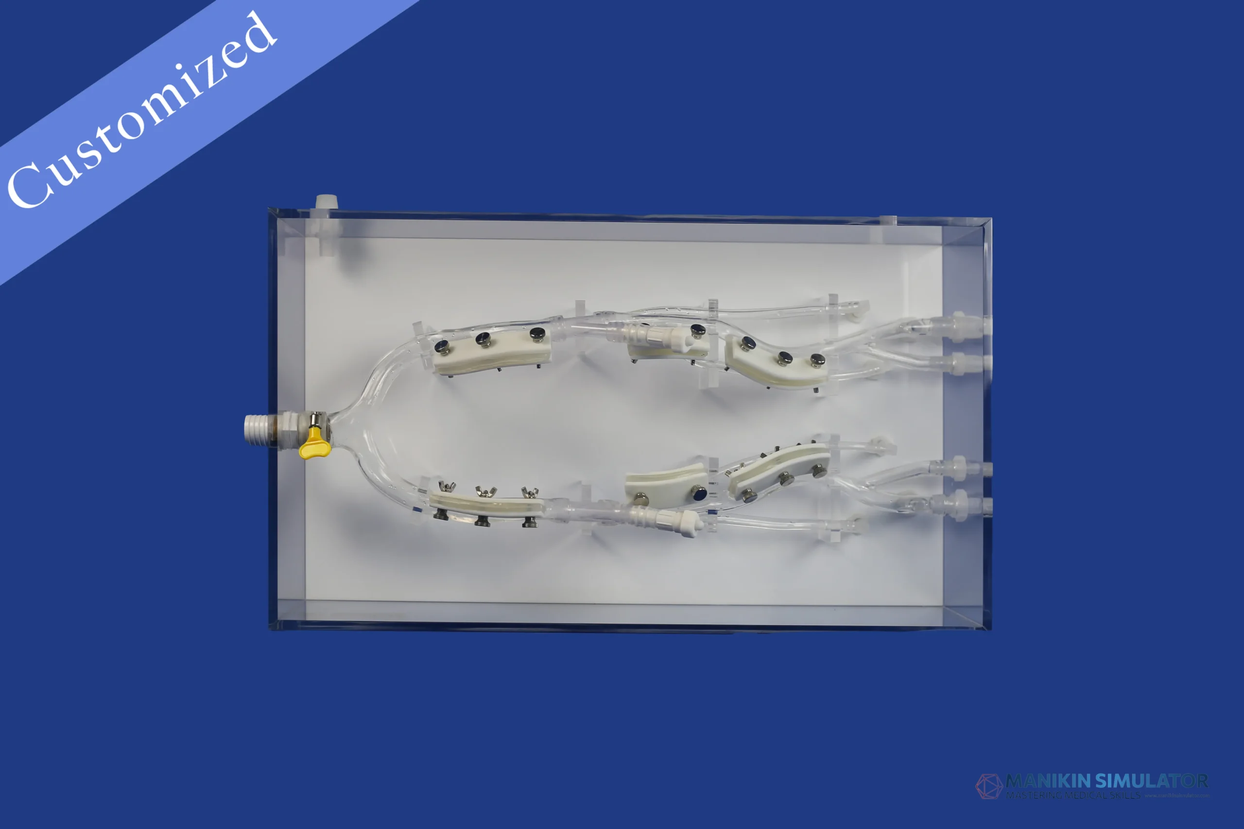 Drawing of Vascular Category Drawing of Vascular Category