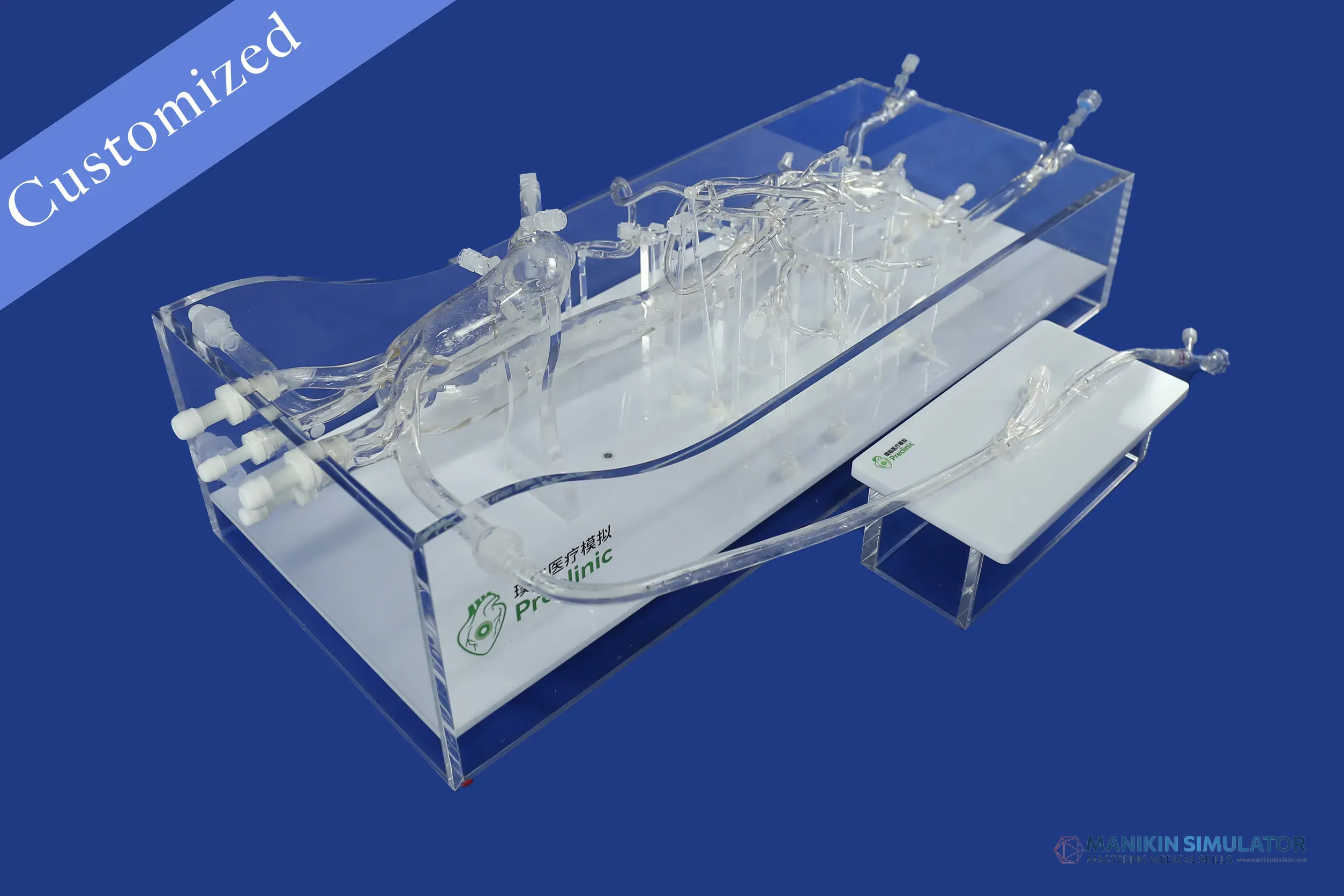Drawing of Vascular Category Drawing of Vascular Category