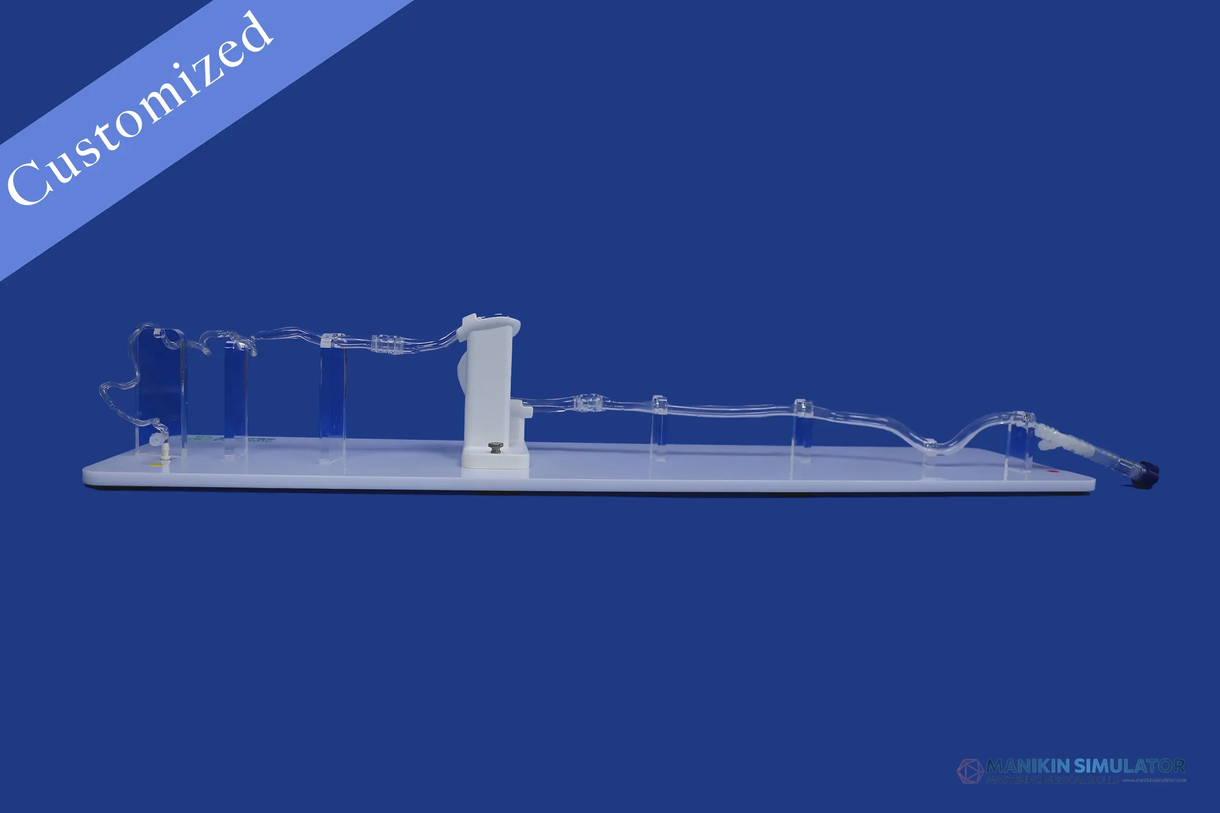 Drawing of Vascular Category Drawing of Vascular Category